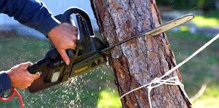 Best Lawn Watering Services  in Healdsburg, CA