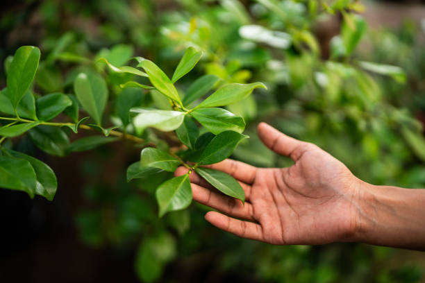 Best Arborist Consultation Services  in Healdsburg, CA