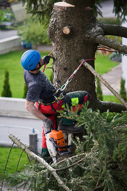Best Tree Removal  in Healdsburg, CA