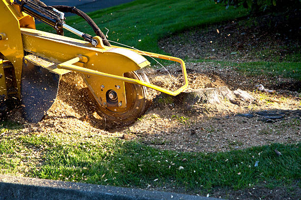 Seasonal Cleanup (Spring/Fall) in Healdsburg, CA