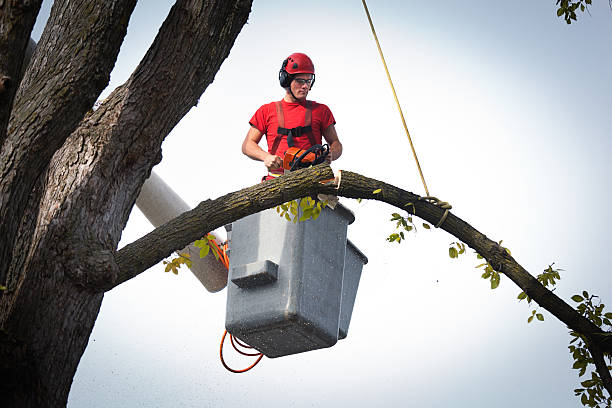 Best Aeration Services  in Healdsburg, CA