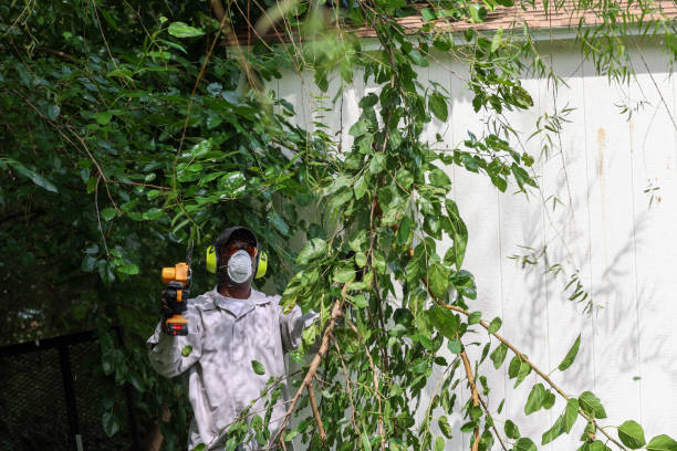 Professional Tree Services in Healdsburg, CA